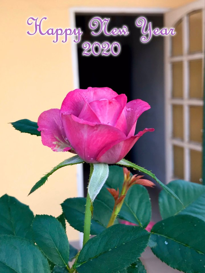 C5DADEFA-10F1-4A6A-8D46-A6DFE02F1EE7.jpeg