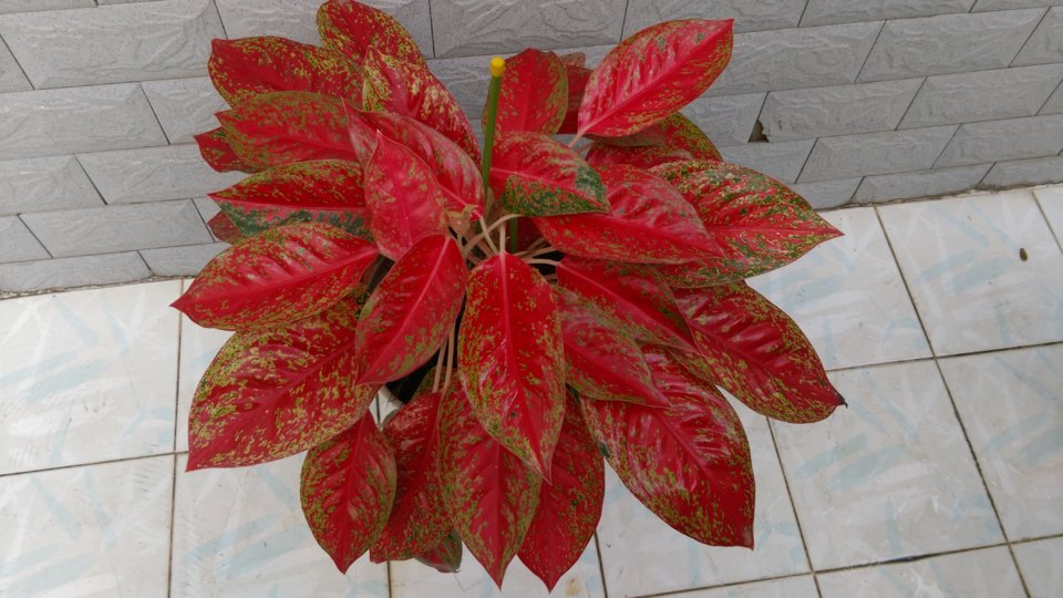 IMAG0936.jpg