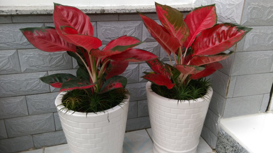 IMAG0938.jpg