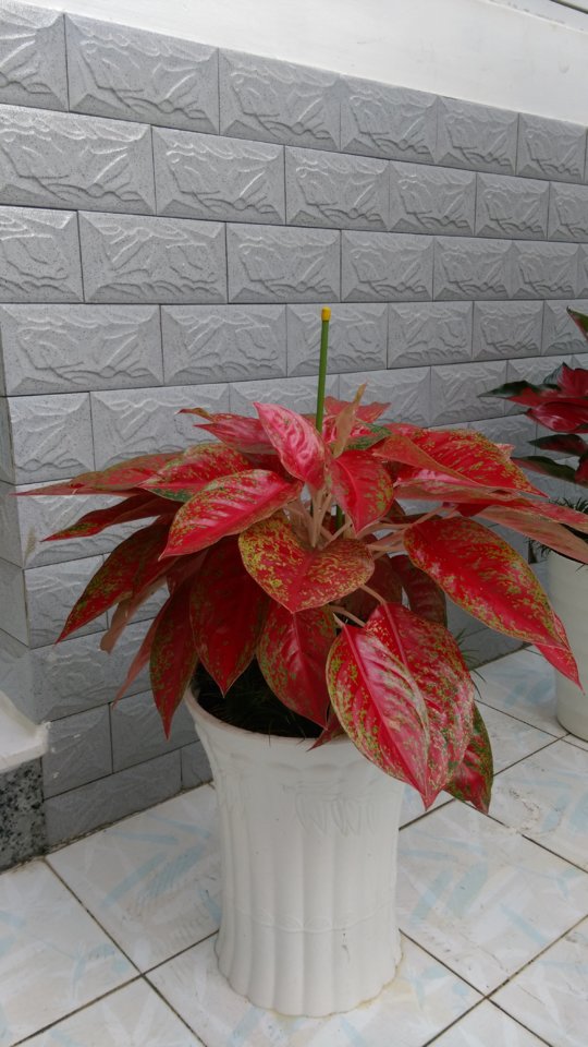 IMAG0939.jpg