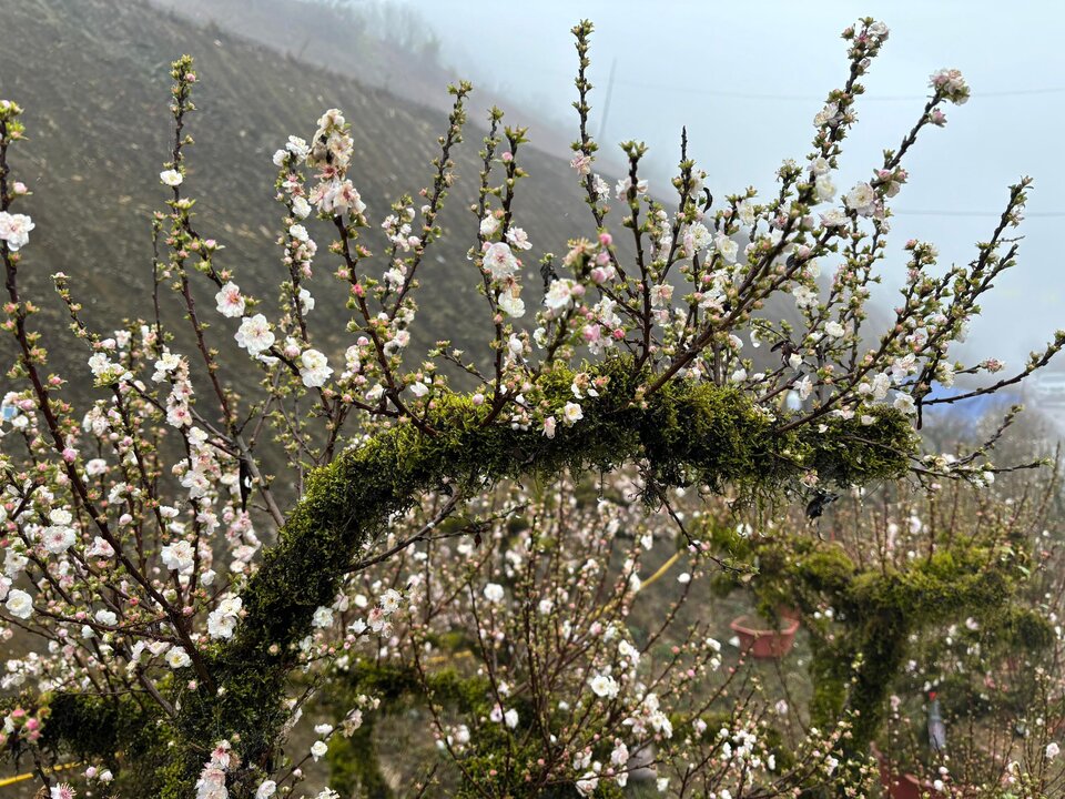 Sapa.jpg