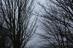 FOG HI WAY1 006.JPG