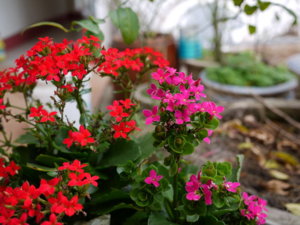 2.b- Lumix 20 1.7 @2.8 rzd.jpg