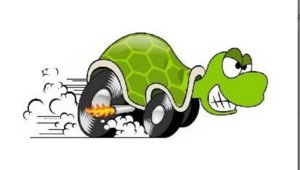 turtle2.jpg