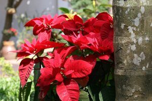 New_CANON_30D_LEN50f1.4 009.jpg