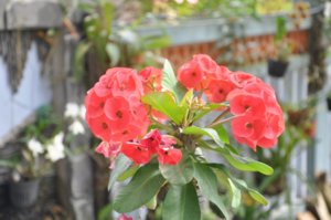 von hoa bac Cuong (800 x 531).jpg