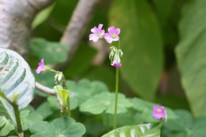 New_CANON_30D_LEN50f1.4 007.jpg