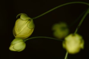 _MG_8837.jpg