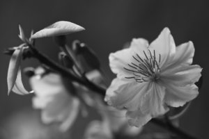 _MG_8828.jpg