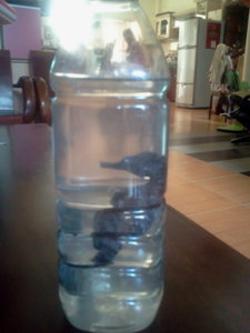 ruou quy - nha trang.10.33.jpg