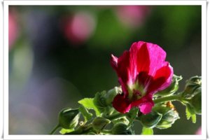 IMG_0302s.jpg