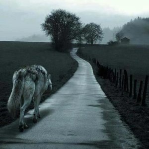 lonely wolf.jpg
