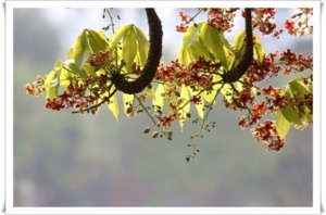 IMG_2938s.jpg