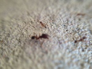 Ikon kien do (800 x 600).jpg