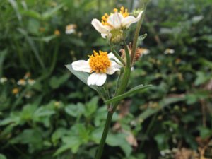 Ipho flower no lens (800 x 600).jpg