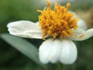 Ikon Flower (800 x 600).jpg