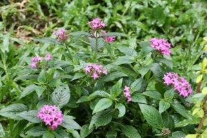 Canon_LENS70-200F4L 001600x800.jpg