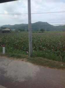 IMG_0221.JPG