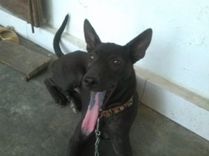 Phu Quoc's dog   (800 x 600).jpg