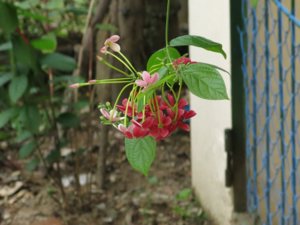 0475-chùm hoa.jpg