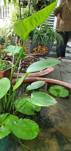IMG_UPLOAD_20250428_102111.jpg
