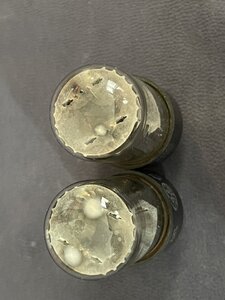 IMG_0418.jpeg
