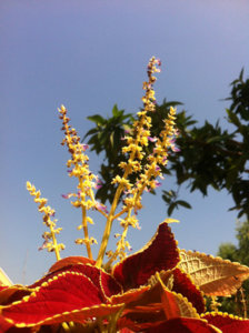 hoa gấm.jpg