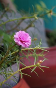 DSC05777x2.jpg