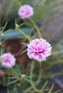 DSC05781x2.jpg