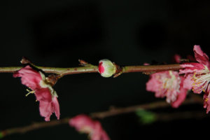 Plum Flower 03.jpg