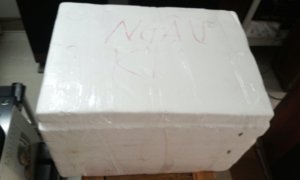ngau ki.jpg