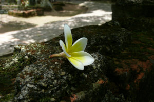 surung.jpg