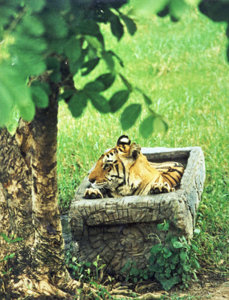 Tiger sleep-for web.jpg