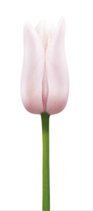 Tulip.jpg