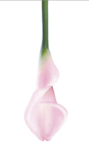 Lily.jpg