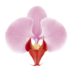 Orchid.jpg