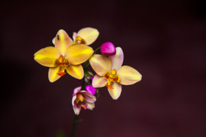 HUYENKHONG 009SM.jpg