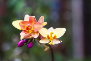 HUYENKHONG 014SM.jpg