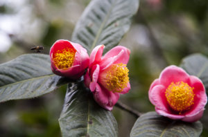 HUYENKHONG 006SM.jpg