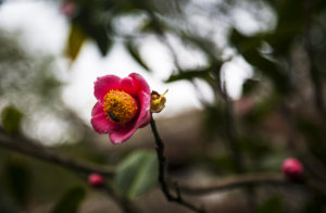 HUYENKHONG 005SM.jpg