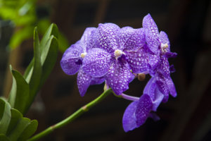 HUYENKHONG 010SM.jpg