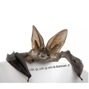 Em là Batman.jpg