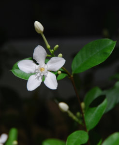 DSC_1116.jpg