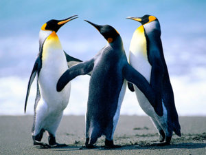 Penguins copy.jpg