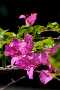 DSC_00030001.JPG