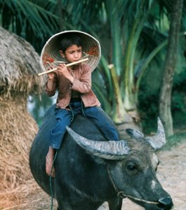 Chan trau thoi sao 1969.jpg