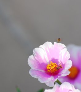 2 bees.JPG