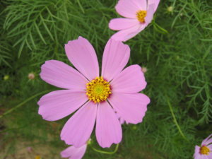 IMG_0555_resize.JPG