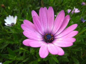 IMG_0567_resize.JPG