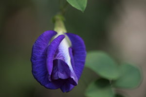 IMG_0936.JPG